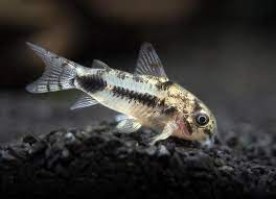 corydoras habrosus6